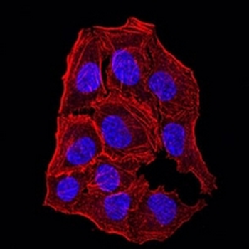 APC10 Mouse Monoclonal Antibody