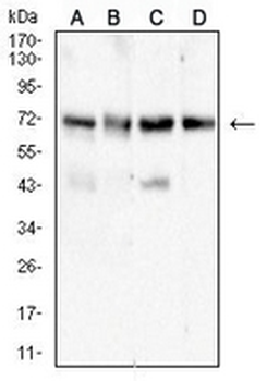 ALPPL2 Mouse Monoclonal Antibody
