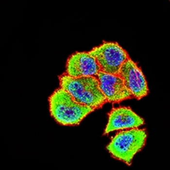 ALPPL2 Mouse Monoclonal Antibody
