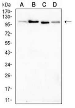 ALDH1L1 Mouse Monoclonal Antibody