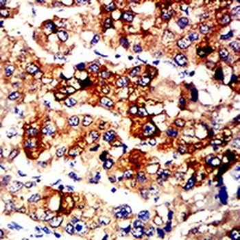 ALDH1L1 Mouse Monoclonal Antibody