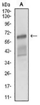 CD166 Mouse Monoclonal Antibody