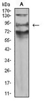 XB130 Mouse Monoclonal Antibody
