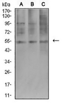 AEBP2 Mouse Monoclonal Antibody