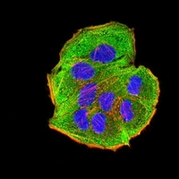 AEBP2 Mouse Monoclonal Antibody