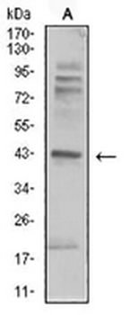 Beta-2 Adrenergic Receptor Mouse Monoclonal Antibody