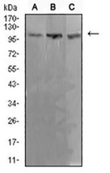ADAR1 Mouse Monoclonal Antibody