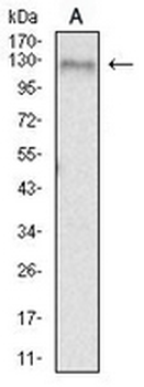 CD156b Mouse Monoclonal Antibody