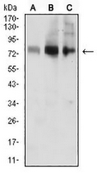 ACSS1 Mouse Monoclonal Antibody