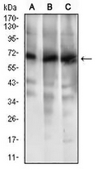 ABCG5 Mouse Monoclonal Antibody