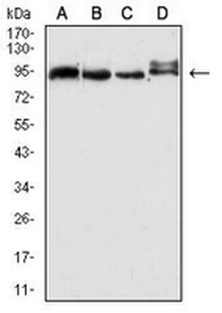 ABCG2 Mouse Monoclonal Antibody