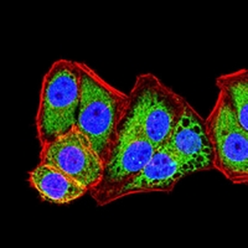ABCG2 Mouse Monoclonal Antibody