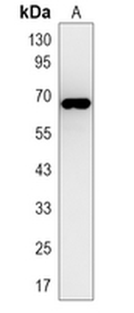 EGFP-tag Mouse Monoclonal Antibody