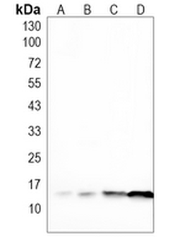 Ly6a Rabbit Polyclonal Antibody