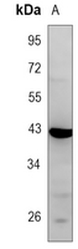 GPR100 Rabbit Polyclonal Antibody