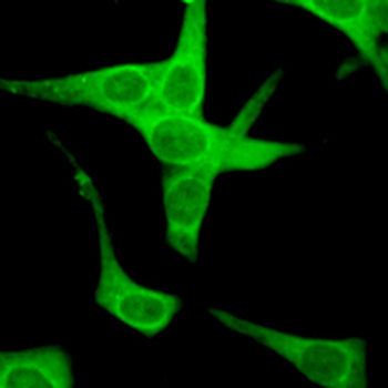 EDG4 Rabbit Polyclonal Antibody