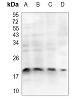 Claudin 5 Rabbit Polyclonal Antibody