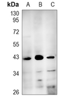 CK2 alpha Rabbit Polyclonal Antibody