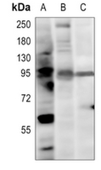 PI3K p85 alpha Rabbit Polyclonal Antibody