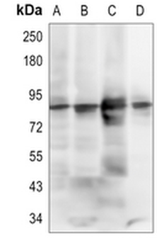 PI3K p85 alpha Rabbit Polyclonal Antibody