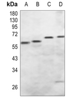 MST1/2 Rabbit Polyclonal Antibody
