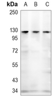 Vinculin (Phospho-Y1133/1065) Rabbit Polyclonal Antibody