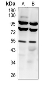 IRF3 (Phospho-S386) Rabbit Polyclonal Antibody