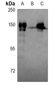 RB1 (Phospho-T252) Rabbit Polyclonal Antibody