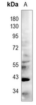 DUSP1 (Phospho-S359) Rabbit Polyclonal Antibody