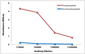 DUSP1 (Phospho-S359) Rabbit Polyclonal Antibody