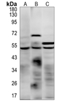 CD88 (Phospho-S338) Rabbit Polyclonal Antibody