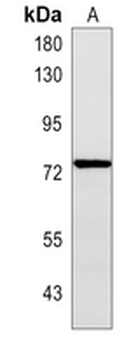 Rabphilin 3A (Phospho-S237) Rabbit Polyclonal Antibody
