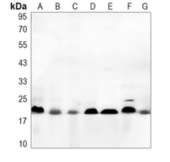 GPx-4 Rabbit Polyclonal Antibody