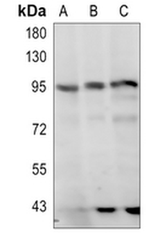 STAT3 Rabbit Polyclonal Antibody
