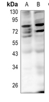 NF-kappaB p65 (DiMethyl-K221) Rabbit Polyclonal Antibody