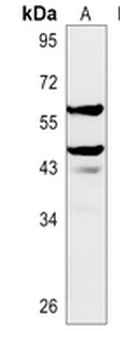 MIS Rabbit Polyclonal Antibody