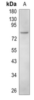 CD110 Rabbit Polyclonal Antibody