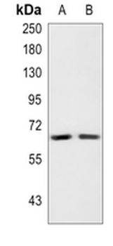 CD85a/h/i Rabbit Polyclonal Antibody