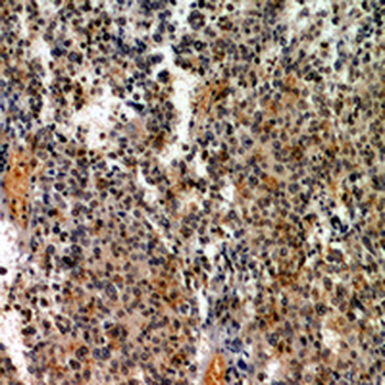 CD48 Rabbit Polyclonal Antibody