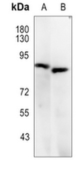 CD42d Rabbit Polyclonal Antibody