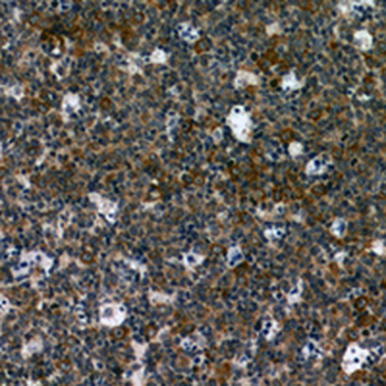 CD42d Rabbit Polyclonal Antibody