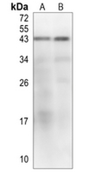 CD24 Rabbit Polyclonal Antibody