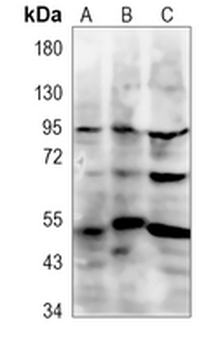 CD1c Rabbit Polyclonal Antibody
