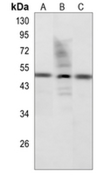 MYOD1 Rabbit Polyclonal Antibody