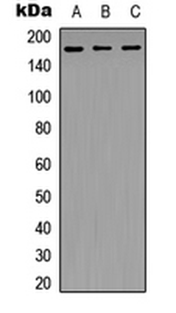 NFAT5 Rabbit Polyclonal Antibody