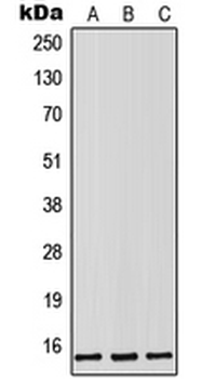 Lutropin beta Rabbit Polyclonal Antibody