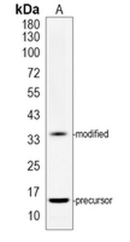 Ly6g Rabbit Monoclonal Antibody