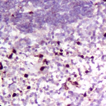 Ly6g Rabbit Monoclonal Antibody