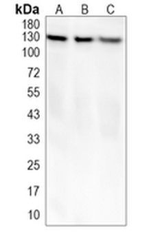 CD31 Rabbit Monoclonal Antibody