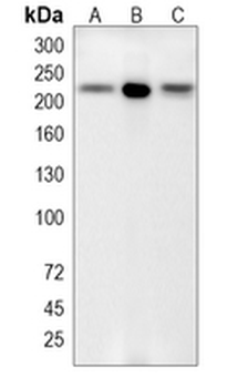 ZO1 Rabbit Monoclonal Antibody